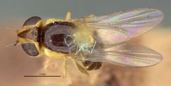Media type: image;   Entomology 13358 Aspect: habitus dorsal view